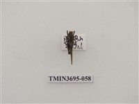 藏品(直翅目(3))的圖片